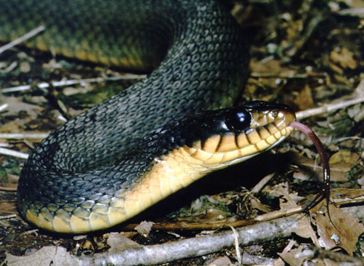 Nerodia erythrogaster