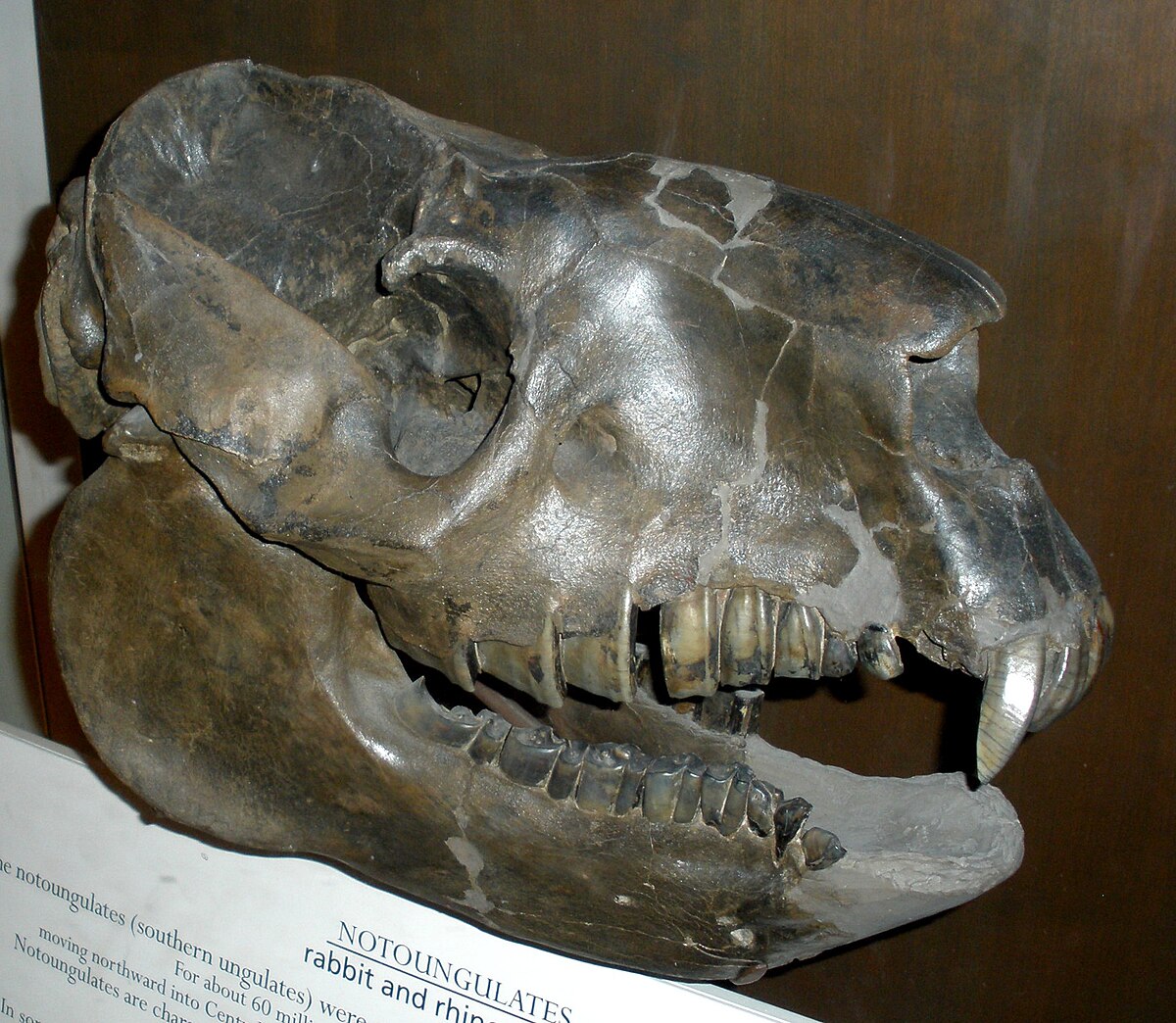 Notoungulata