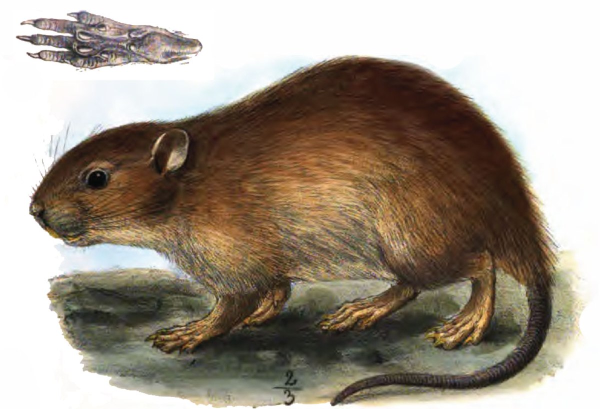 Nesokia