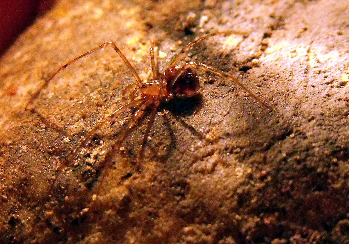 Nesticidae