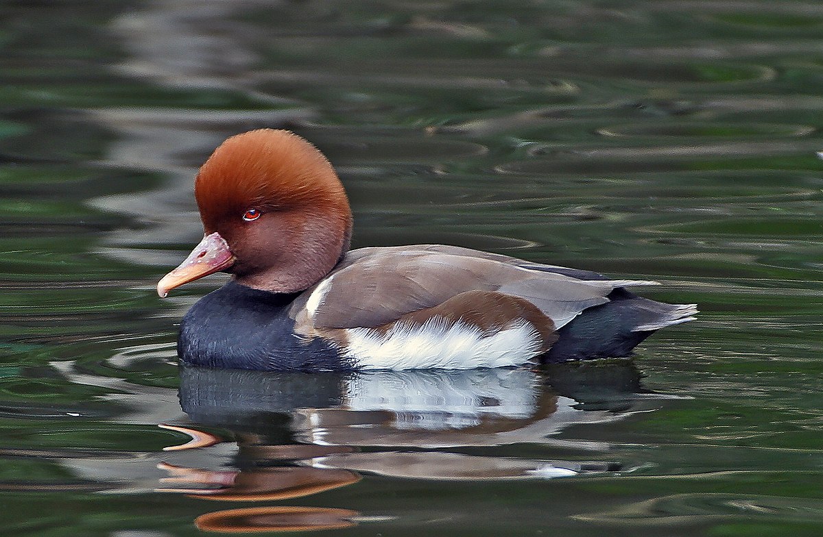 Nette rousse (Netta rufina)