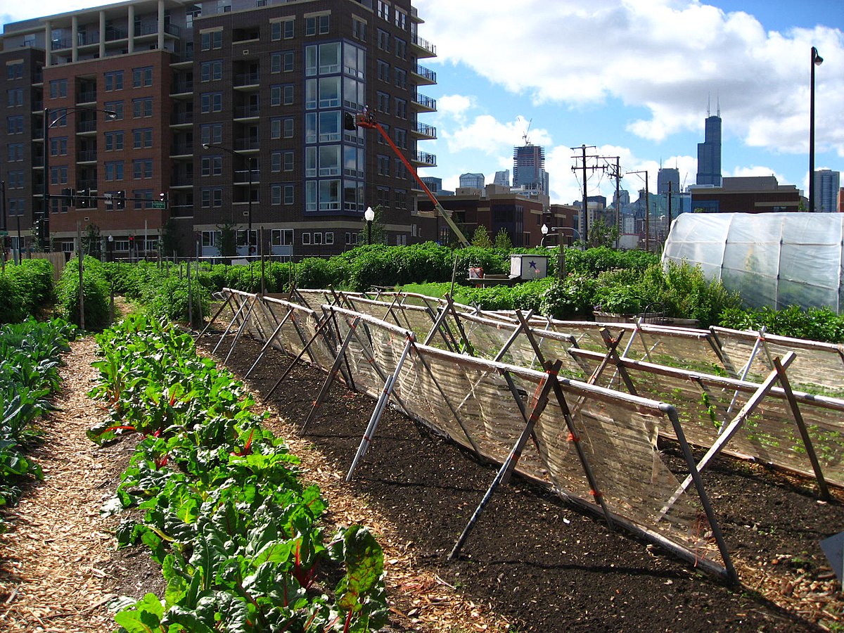 Agriculture urbaine