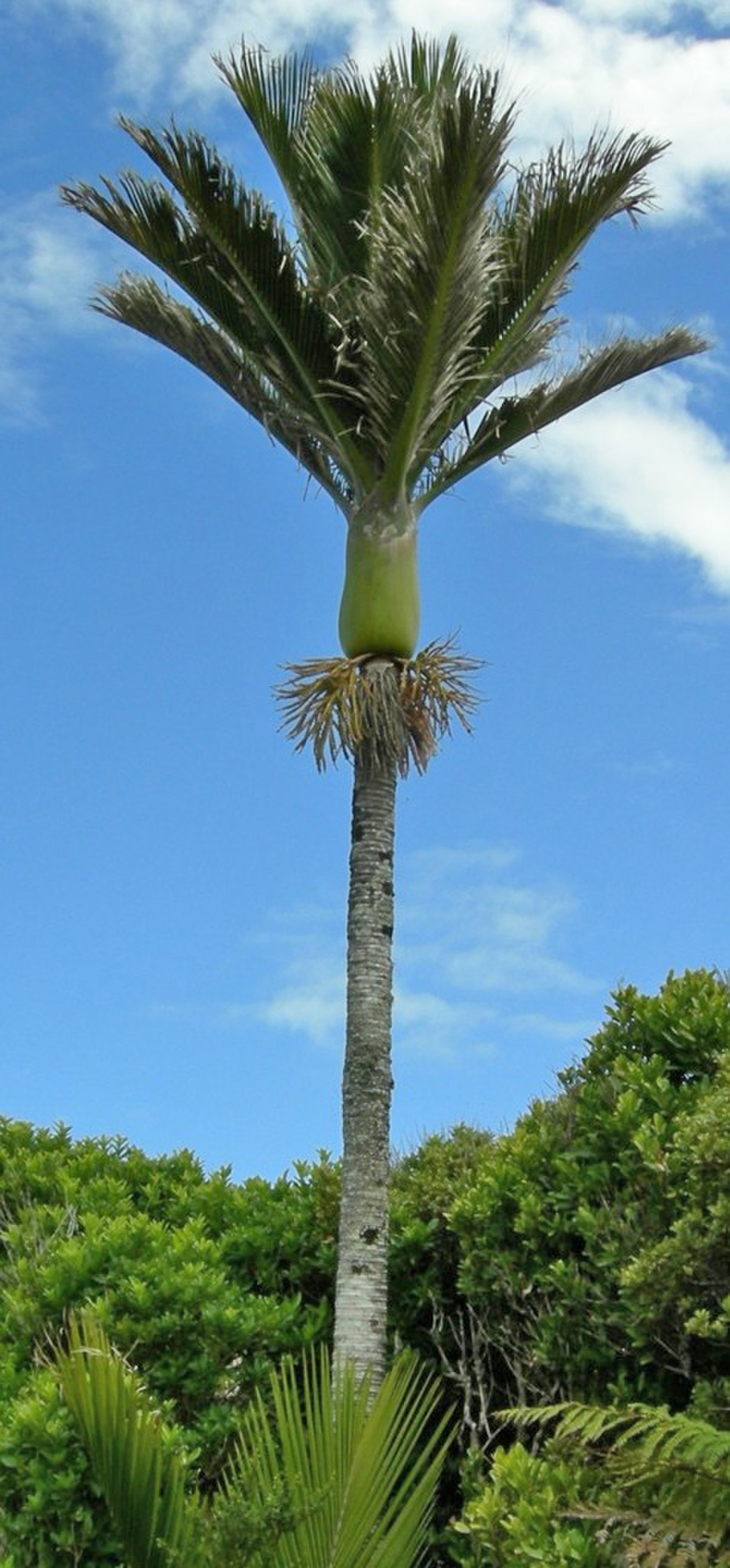 Rhopalostylis