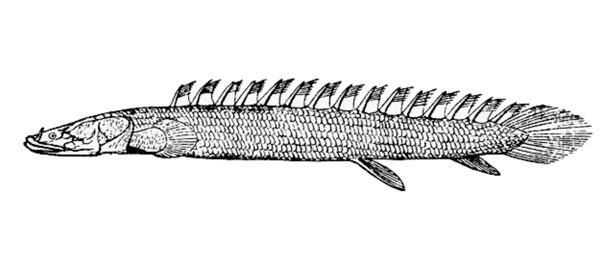 Polypteriformes