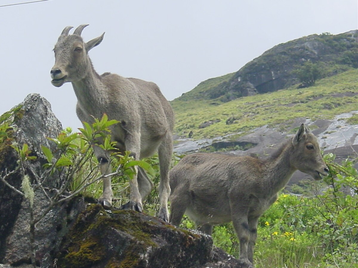 Nilgiritragus hylocrius