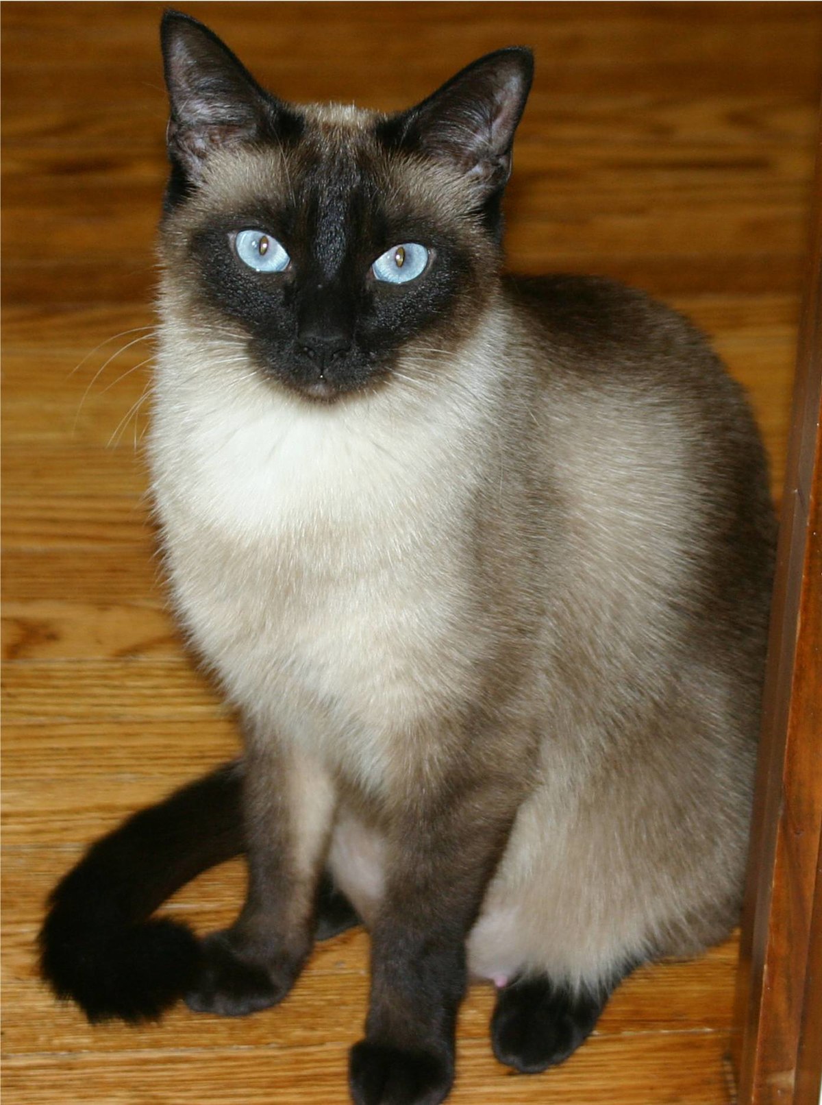 Thaï (chat)