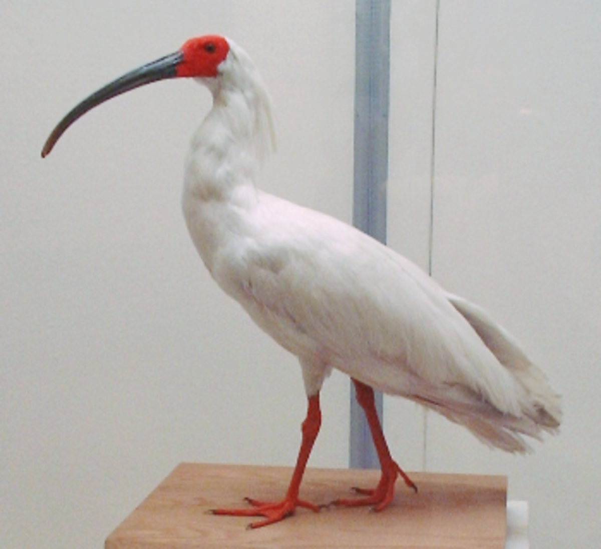 Ibis nippon