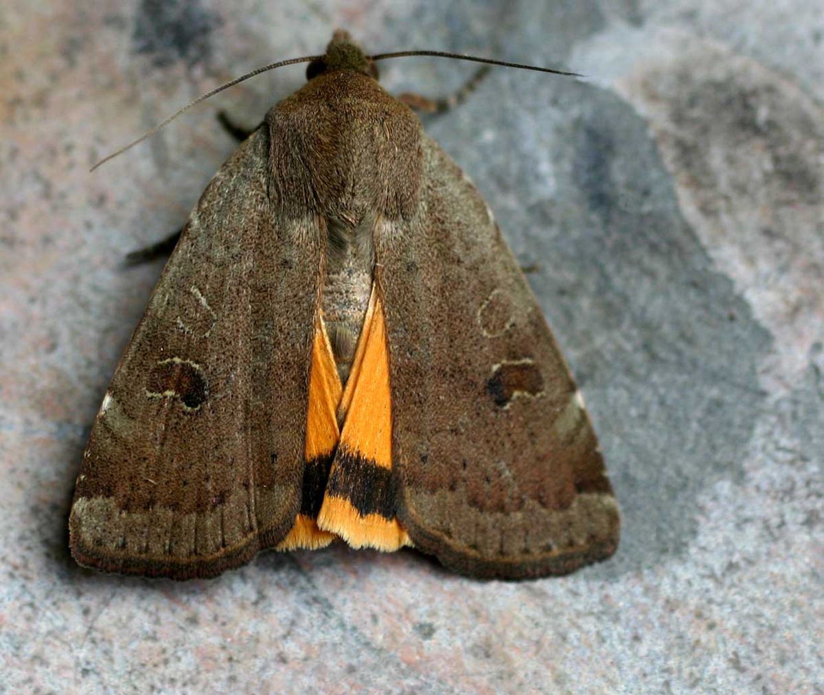 Noctuidae
