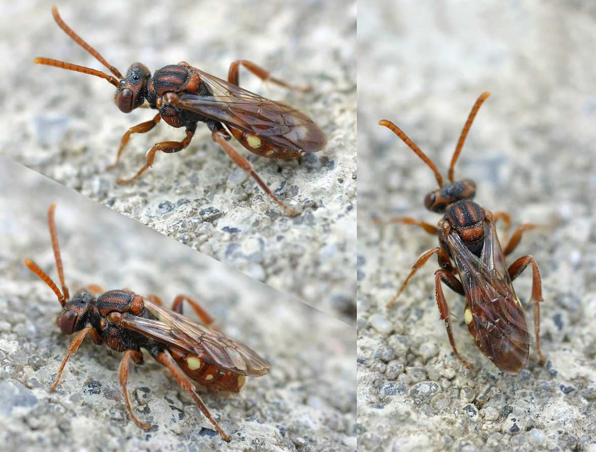 Nomada