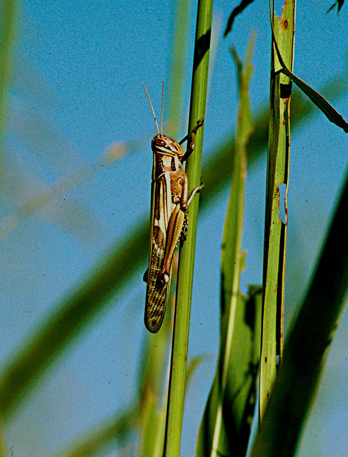 Cyrtacanthacridinae