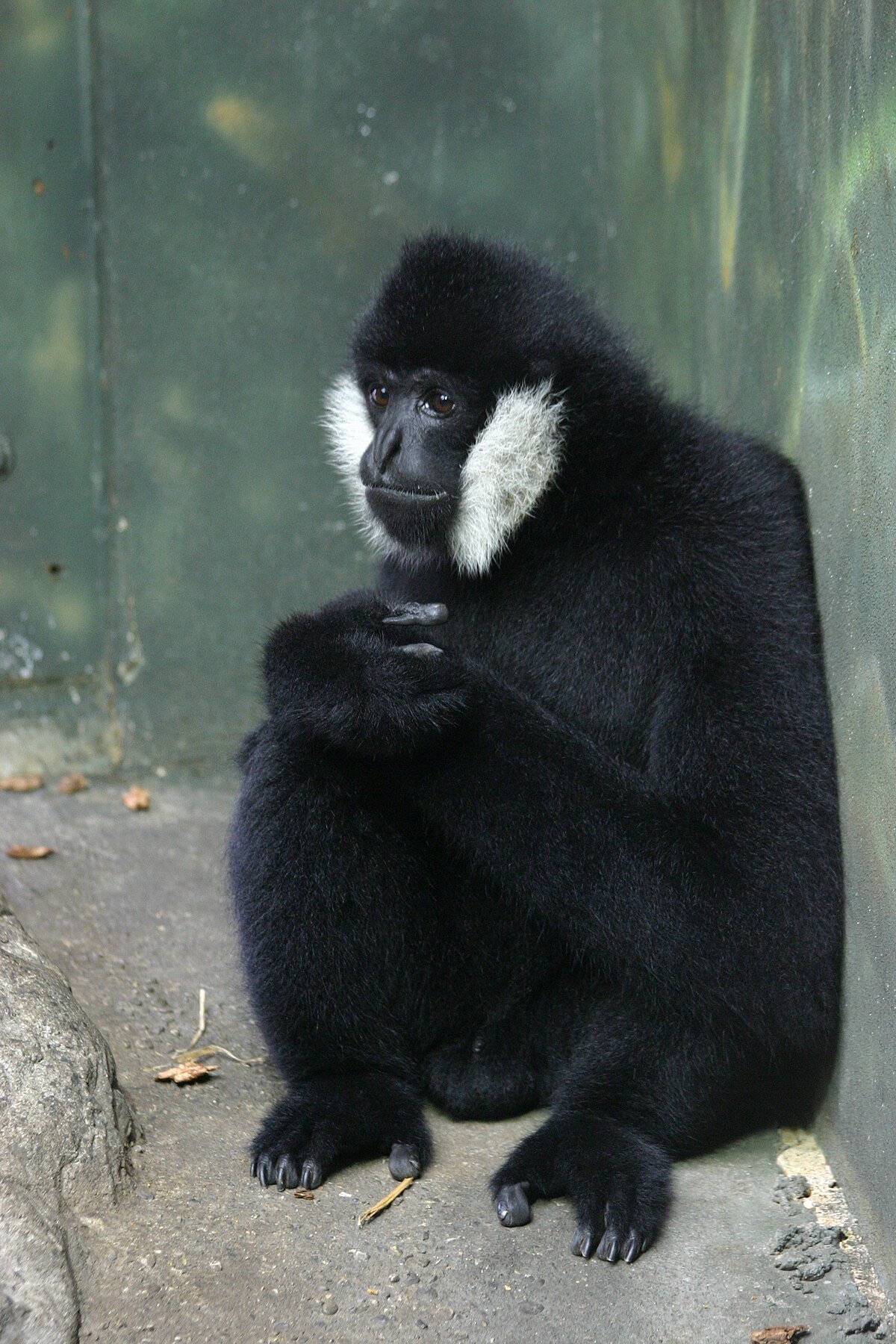 Nomascus leucogenys.gk.jpg