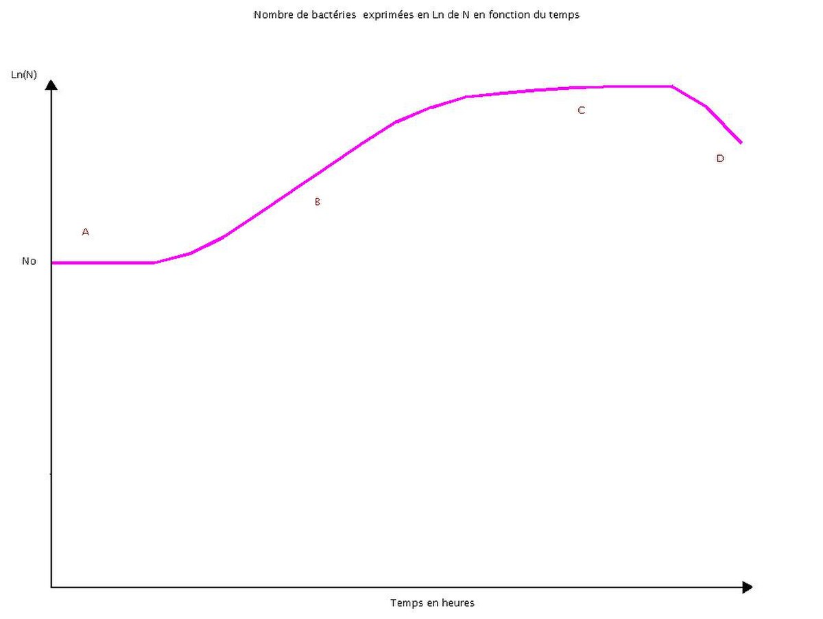 Croissance bactérienne