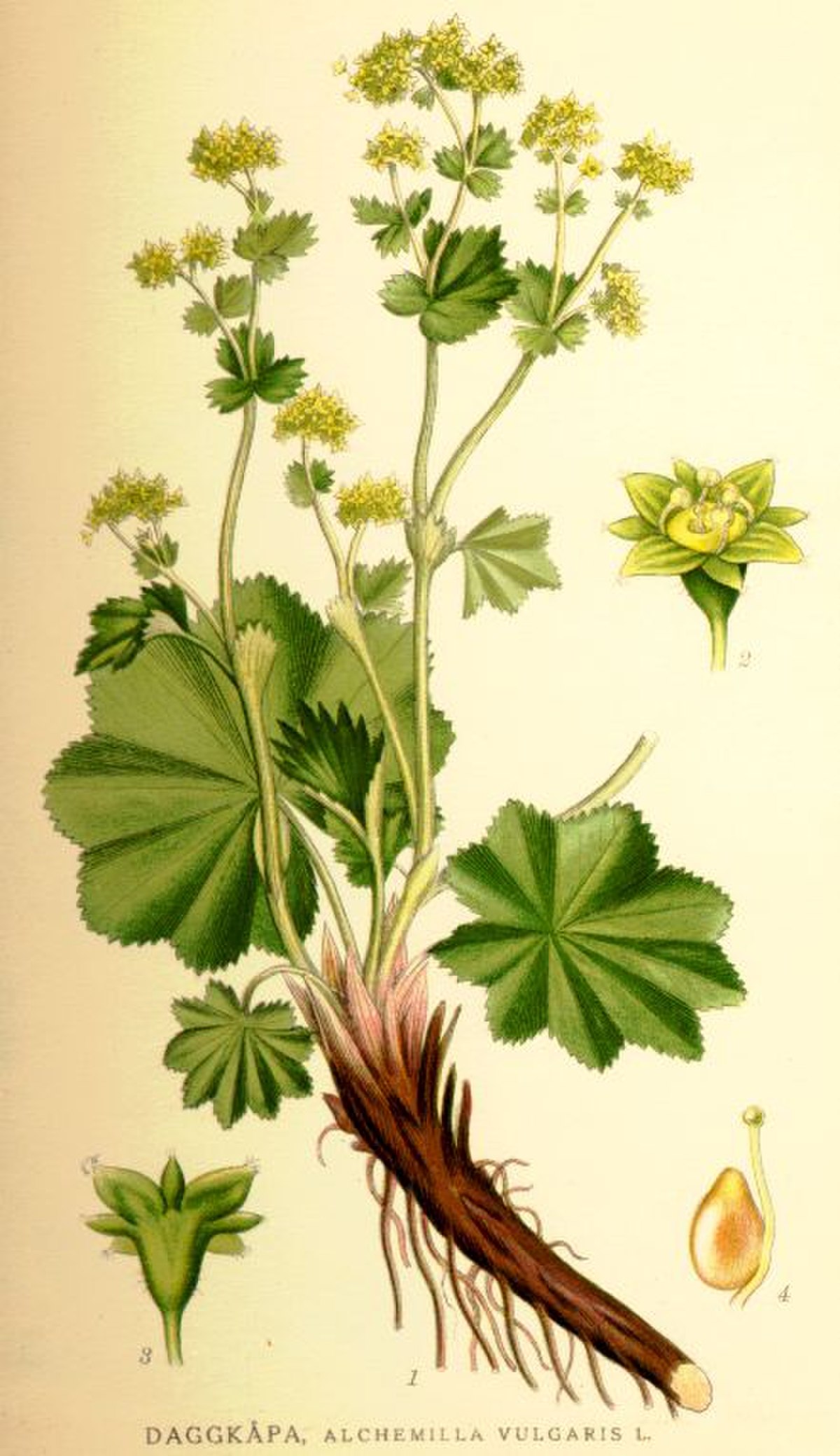 Alchémille