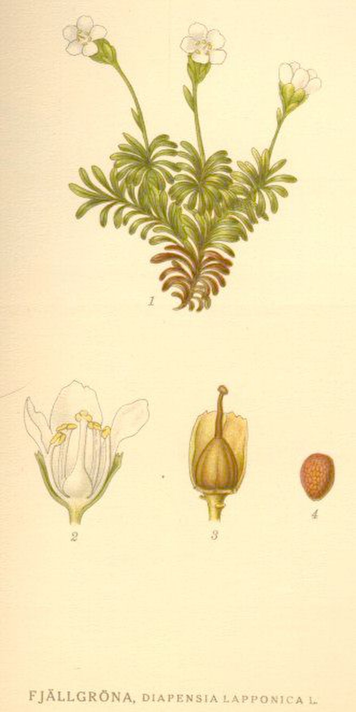 Diapensiaceae