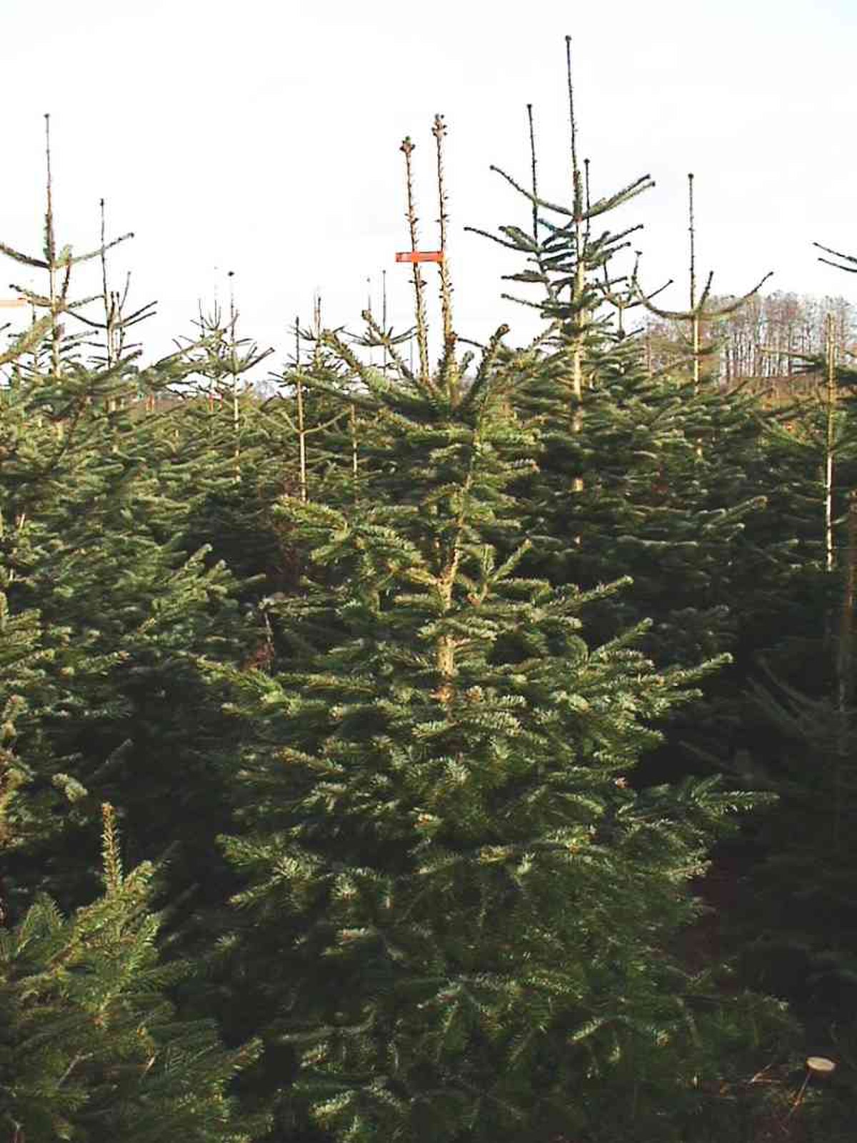 Sapin de Nordmann
