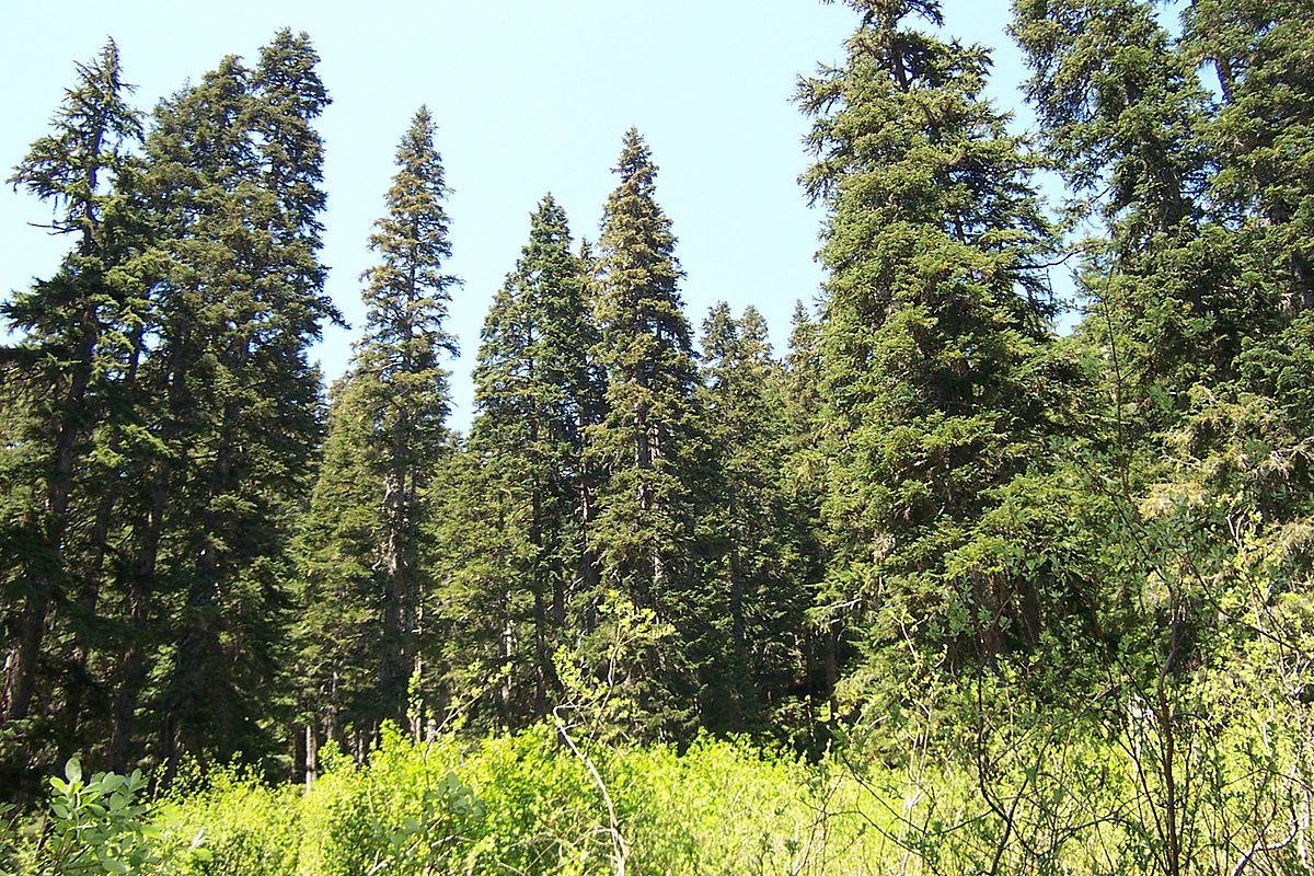 North Fork Skykomish Trail 0211.jpg