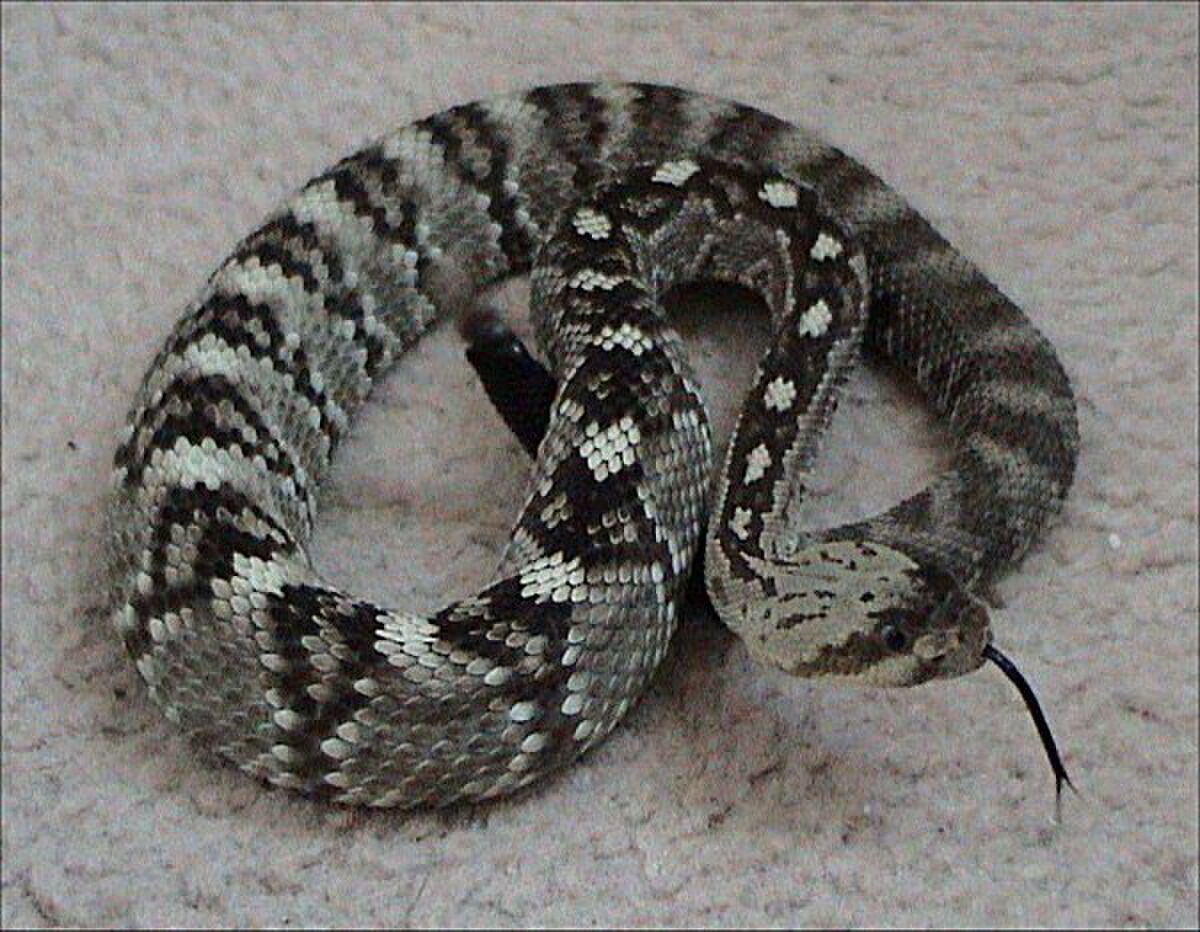 Crotalus molossus
