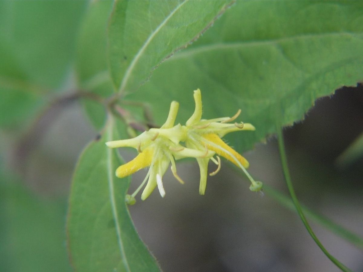 Diervilla