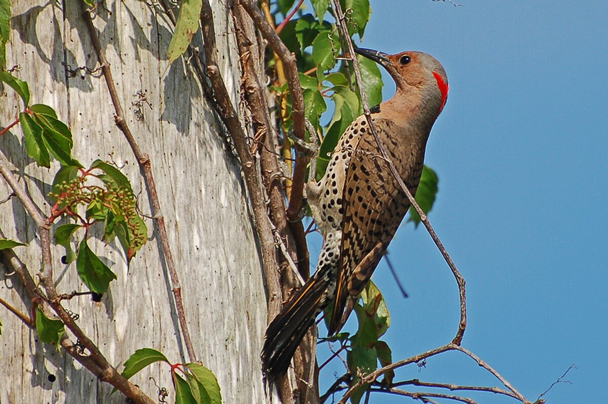 Colaptes