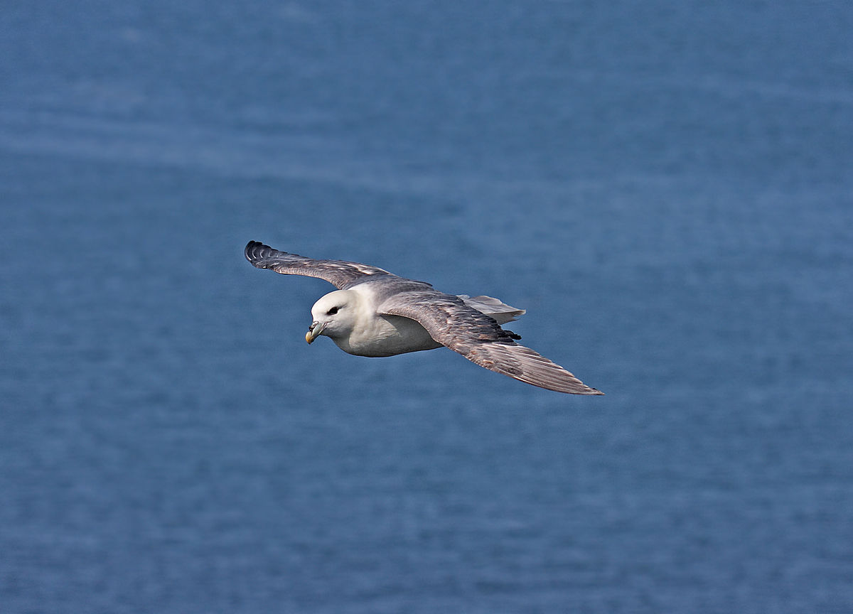 Fulmar boréal