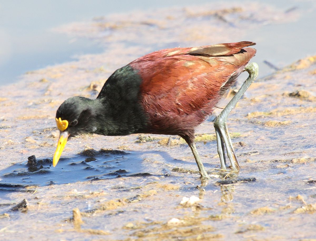 Jacana du Mexique