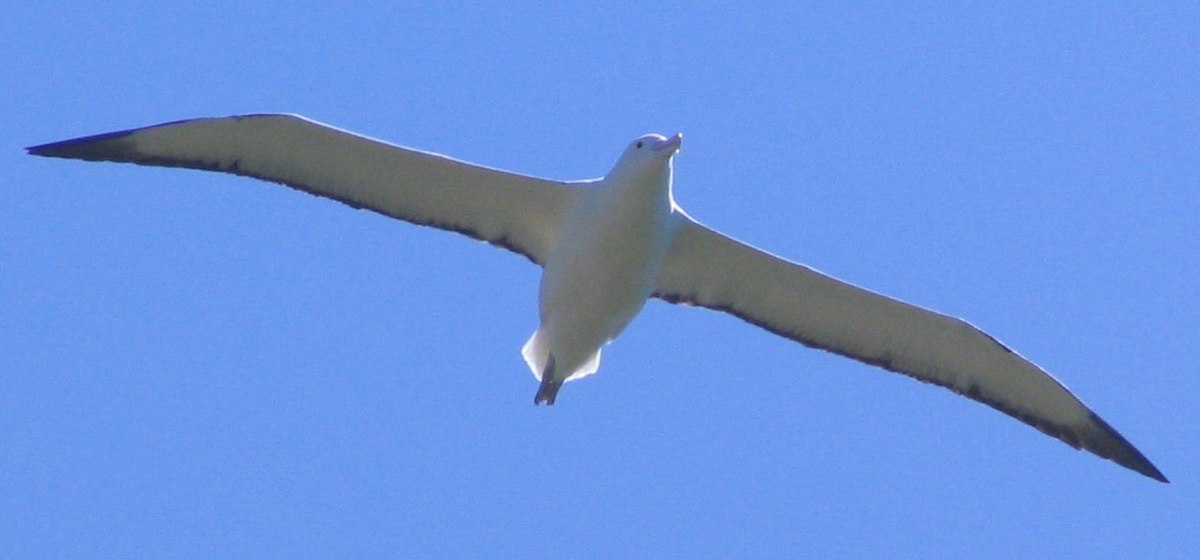 Northern Royal Albatross Taiaroa Head Nov 2008 2.jpg