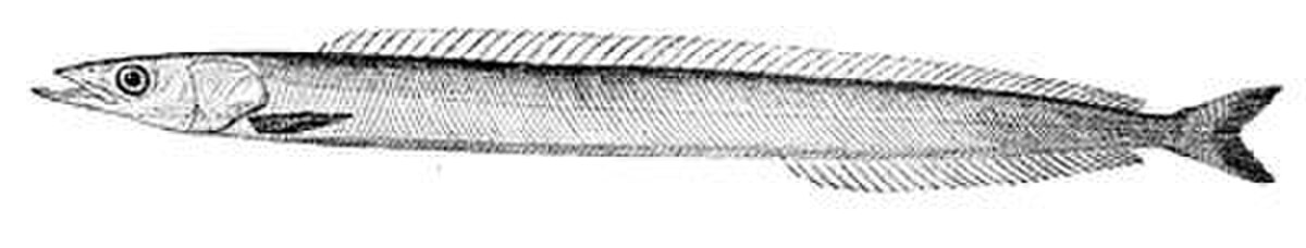 Ammodytes