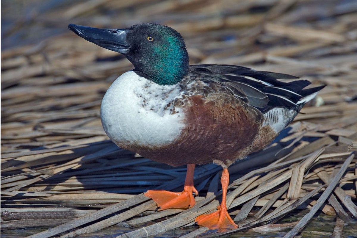 Canard souchet