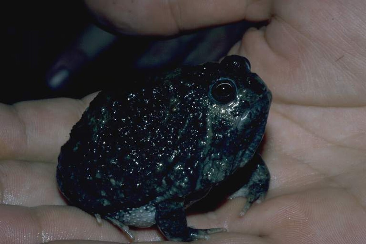 Notaden melanoscaphus