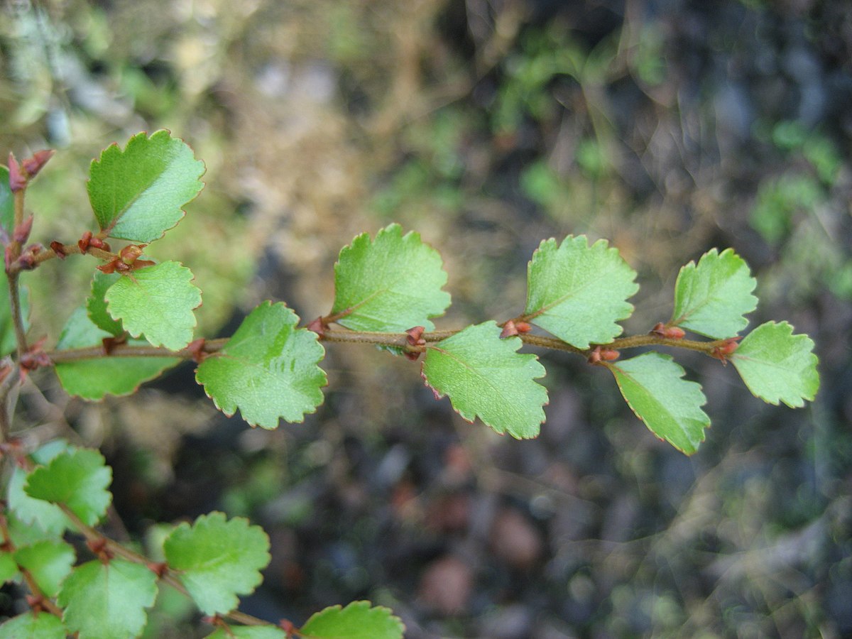 Nothofagus