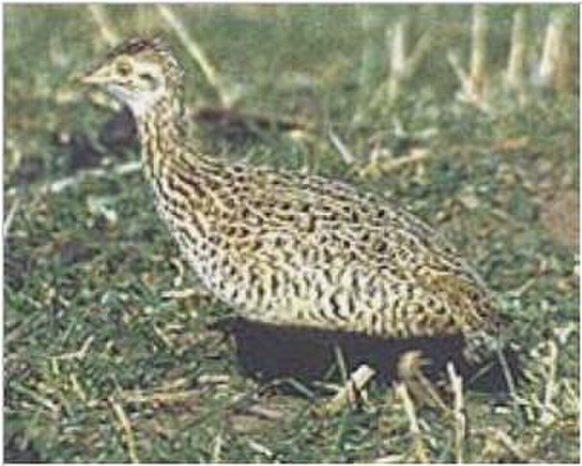Tinamou tacheté