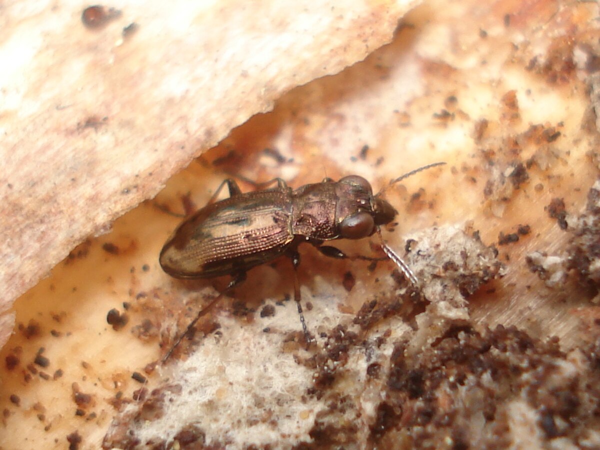 Notiophilus