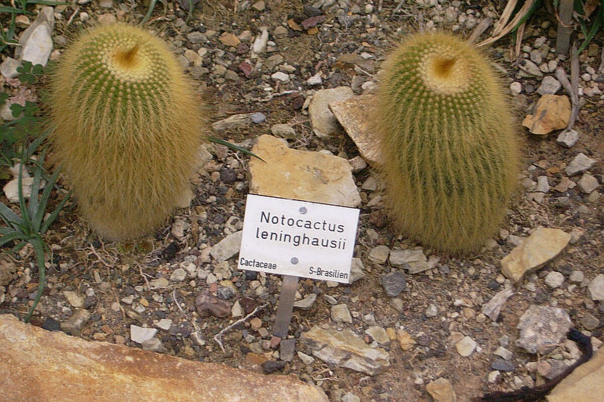 Parodia leninghausii