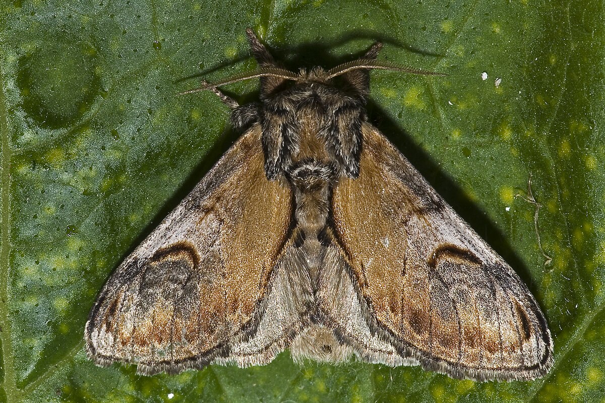Notodontinae