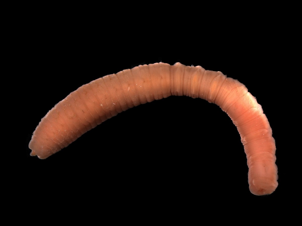 Notomastus