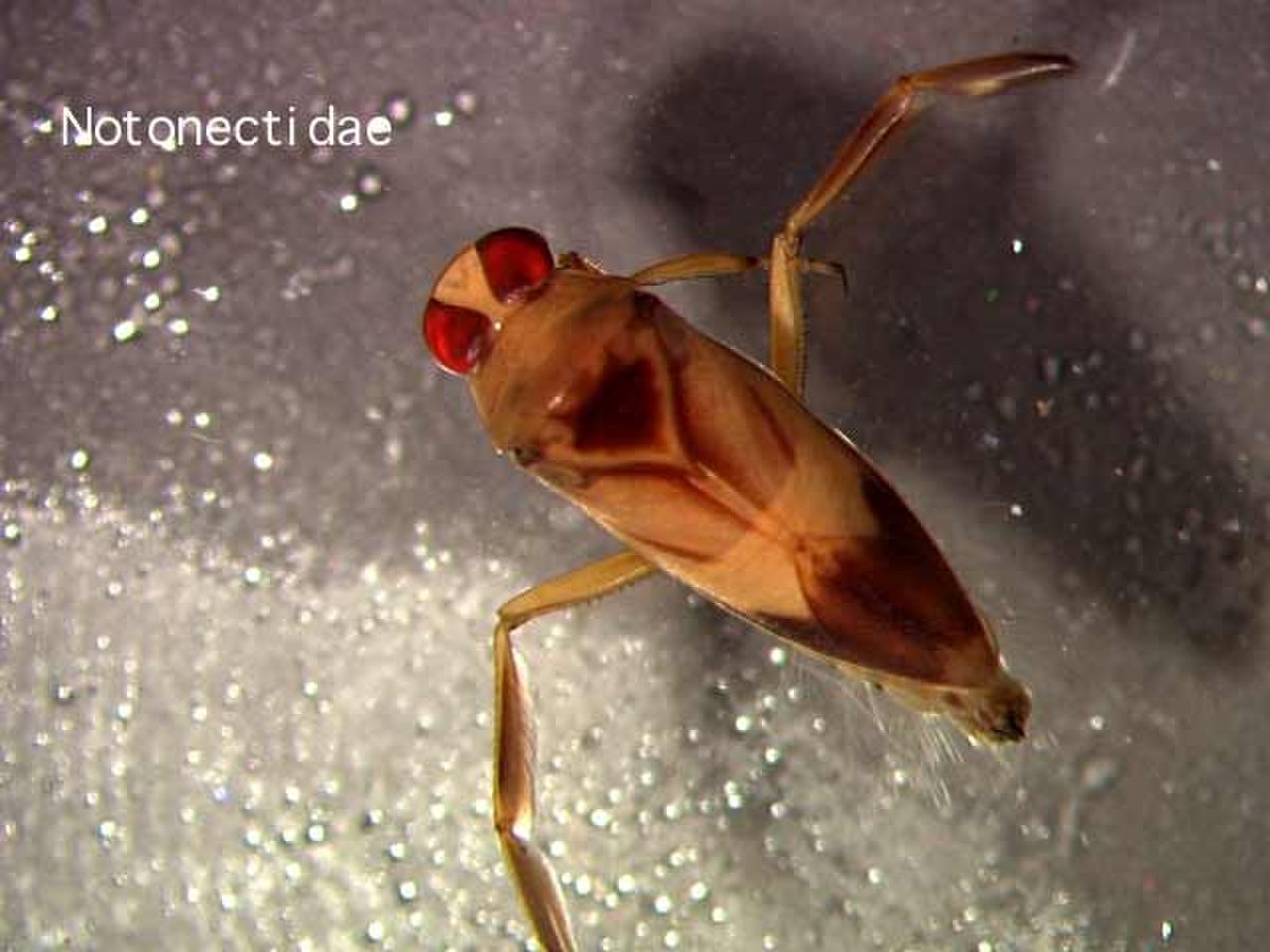 Heteroptera