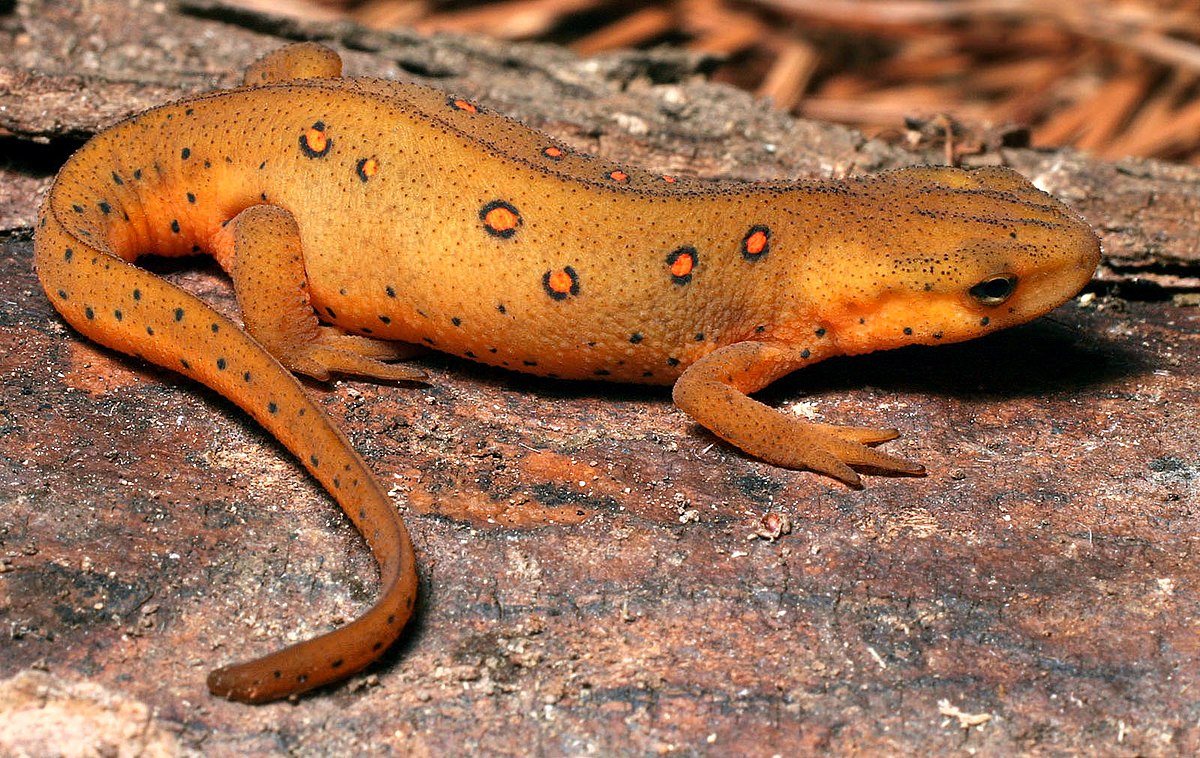 Notophthalmus viridescens