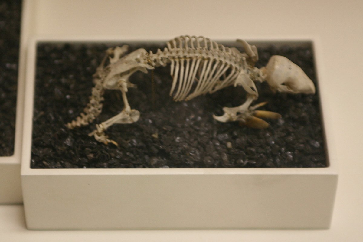 Taupe marsupiale