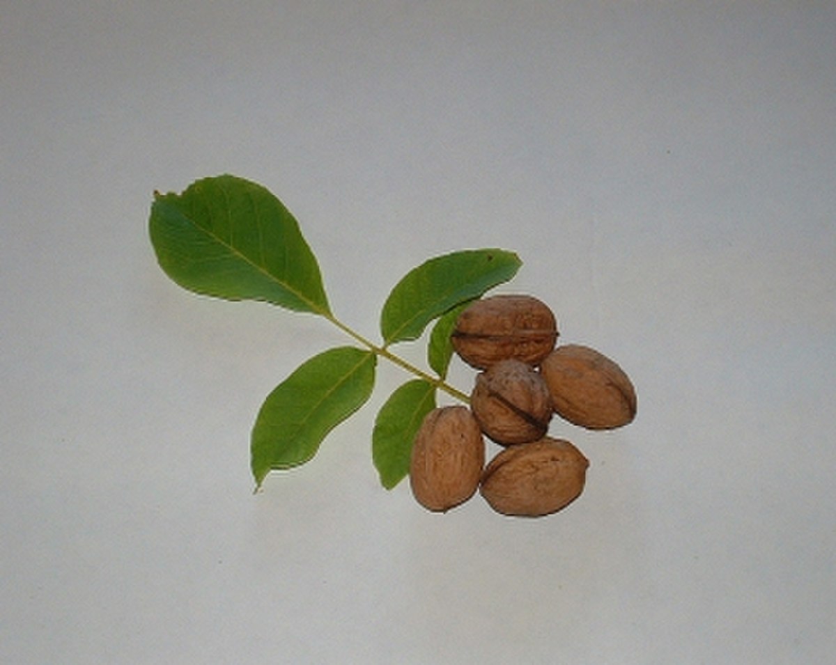 Fruits matures
