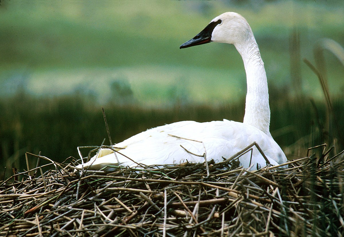 Cygnus buccinator