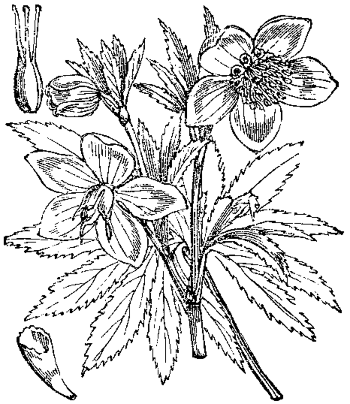 Hellébore vert