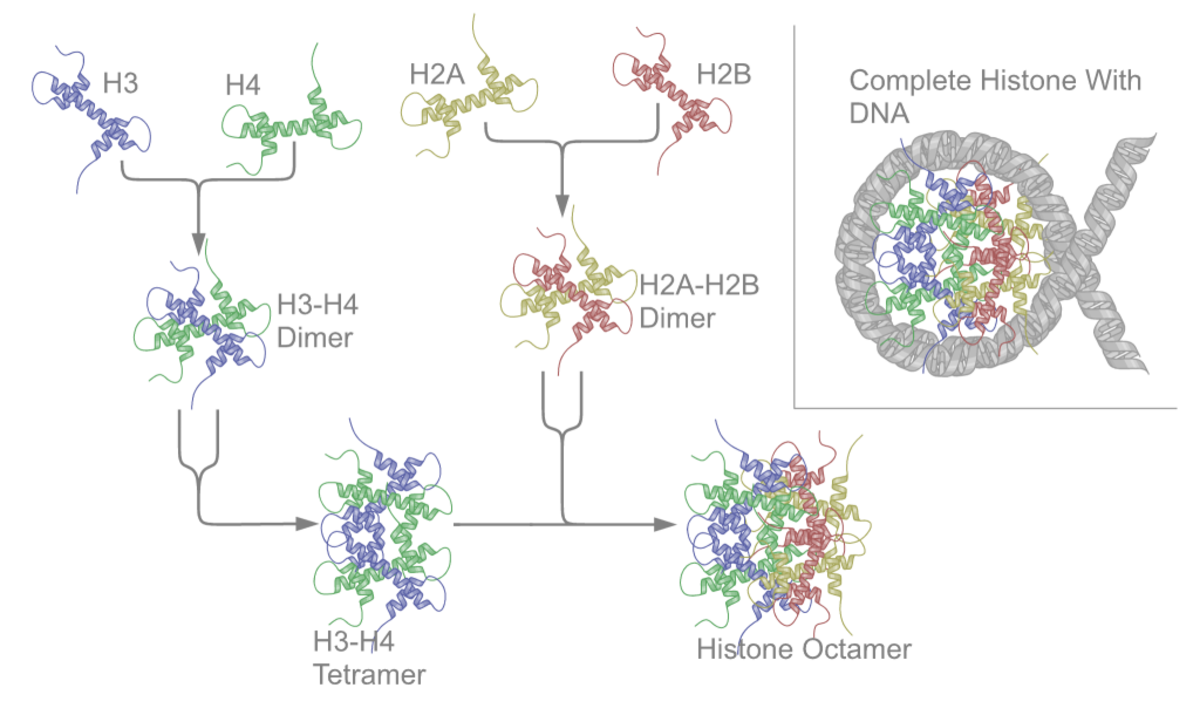 Histone