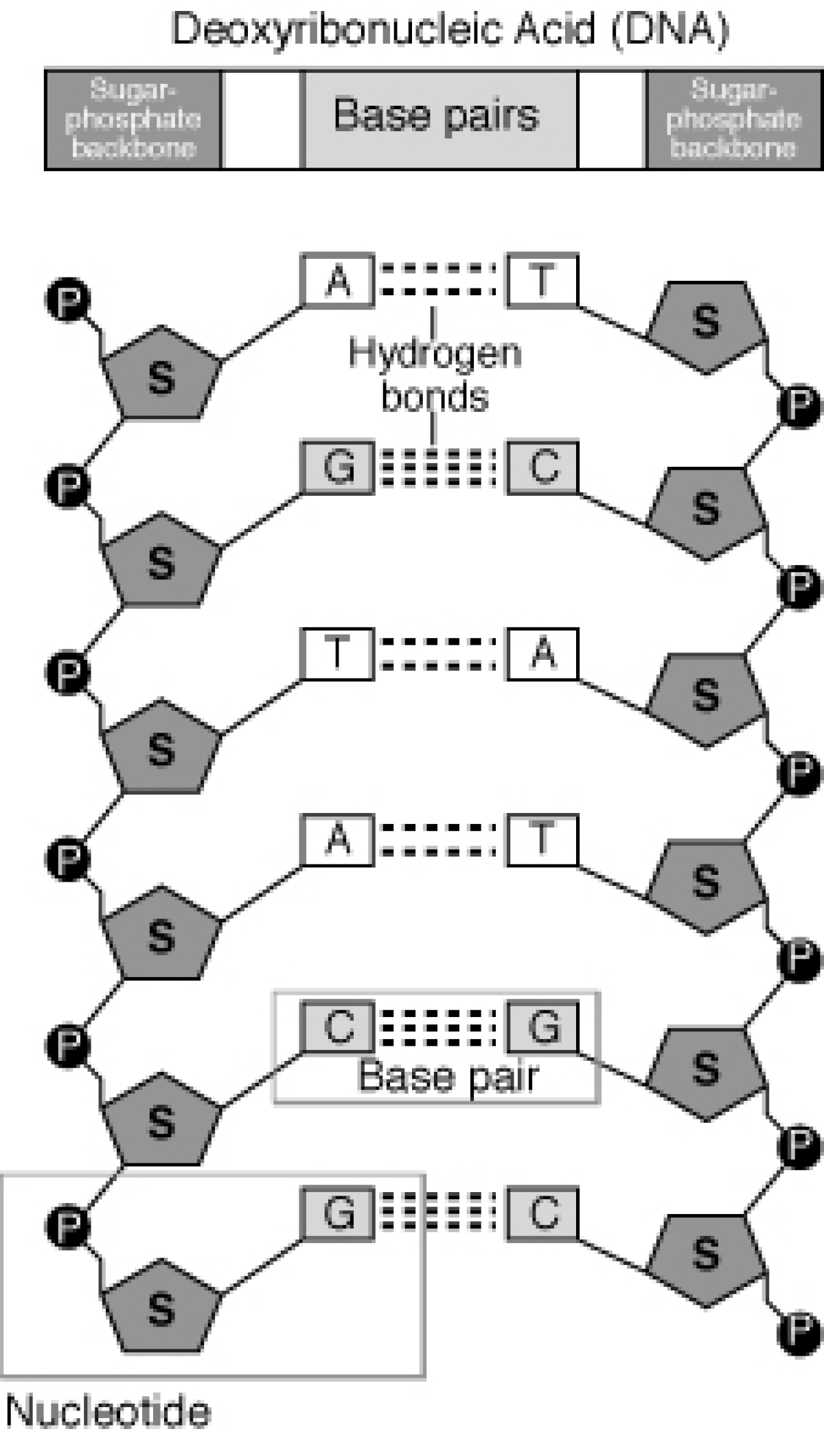 Nucléotide