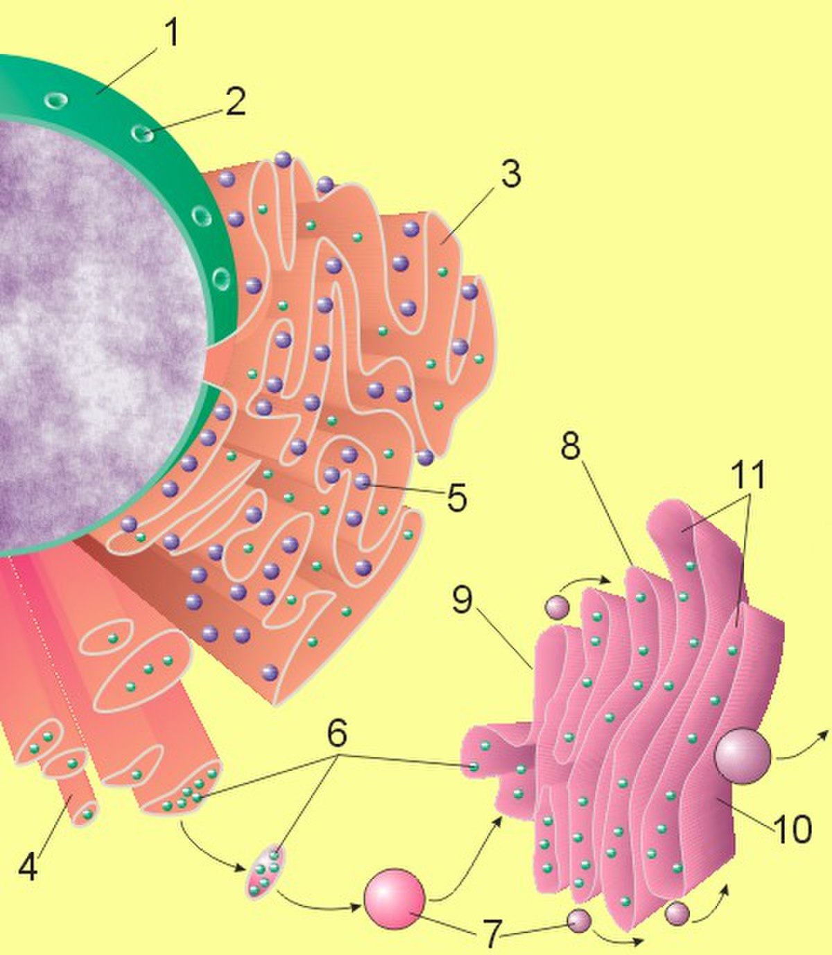 Réticulum endoplasmique