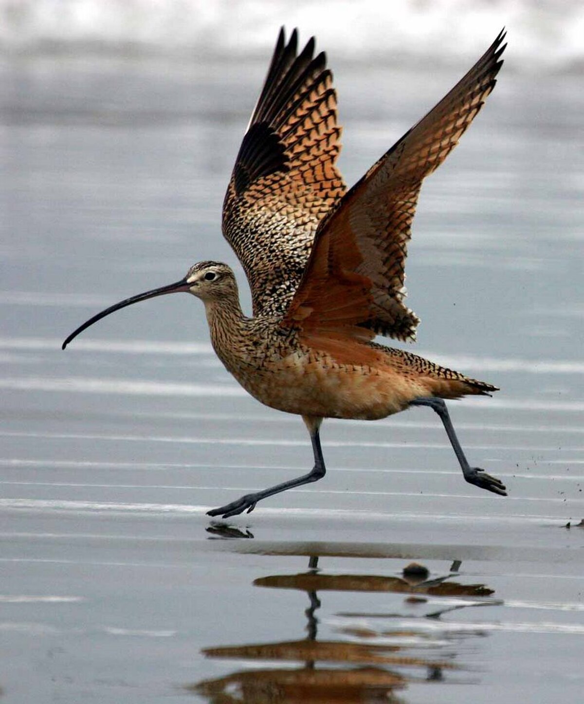 Numenius americanus.jpg