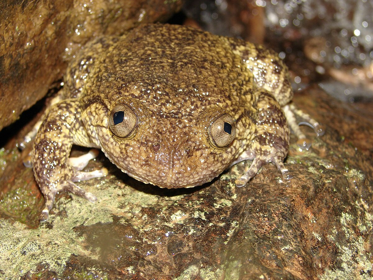 Nyctibatrachidae