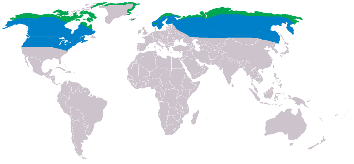 Nyctea scandiaca dis.png