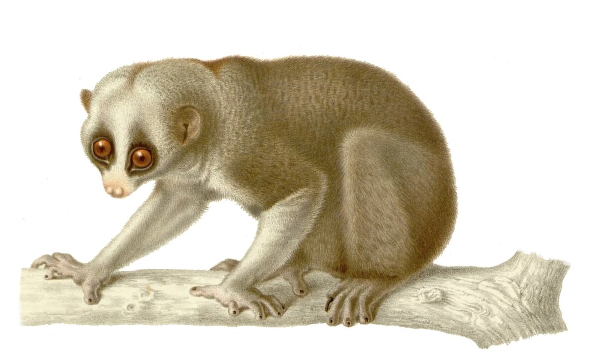 Nycticebus