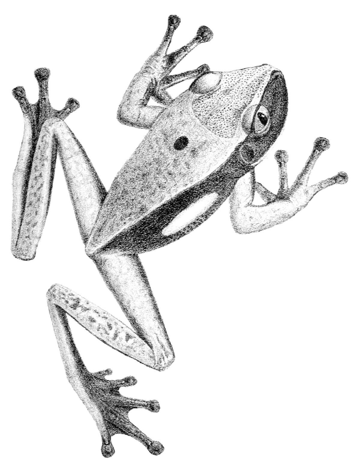 Nyctimantis rugiceps