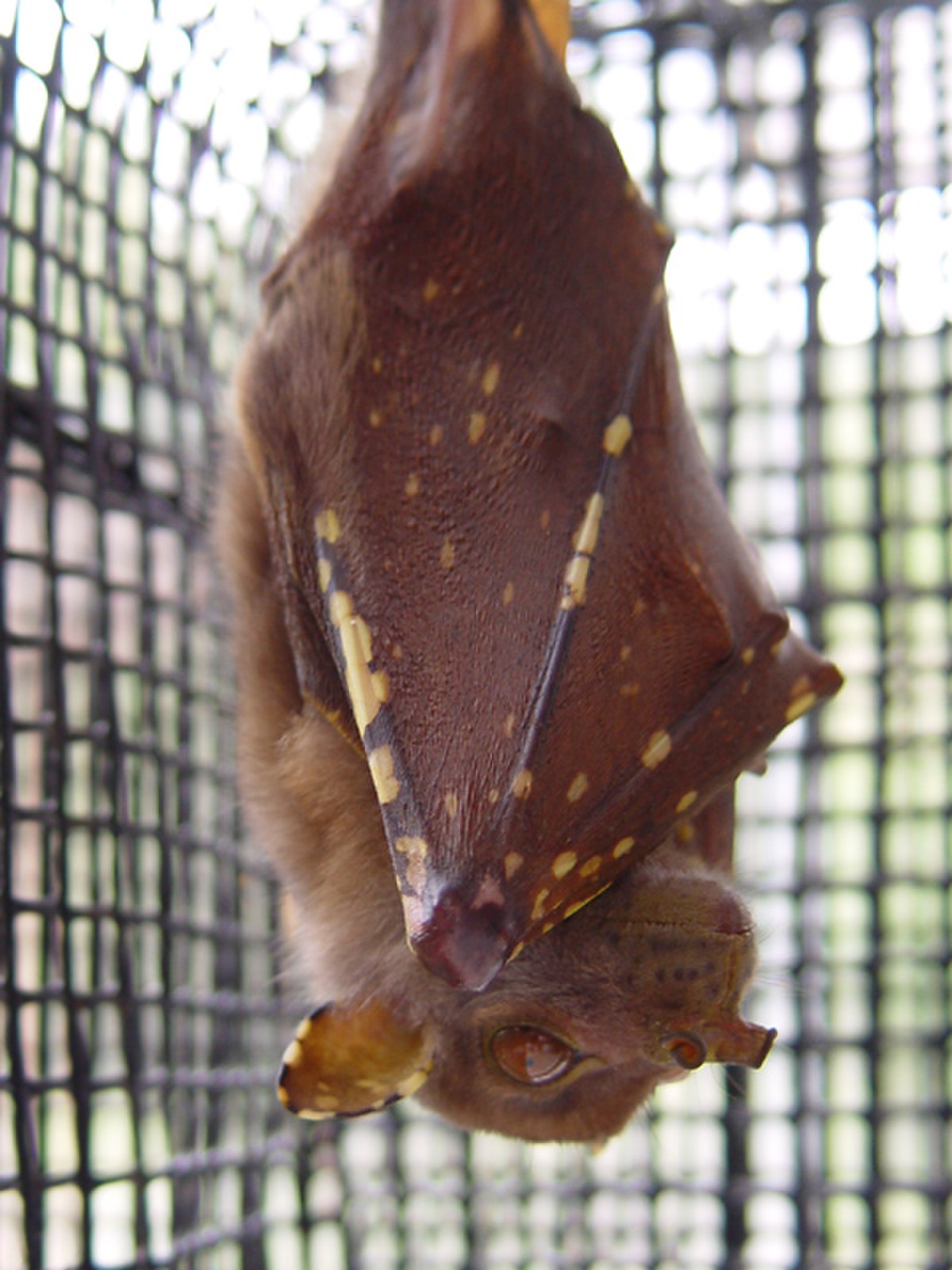 Nyctimene